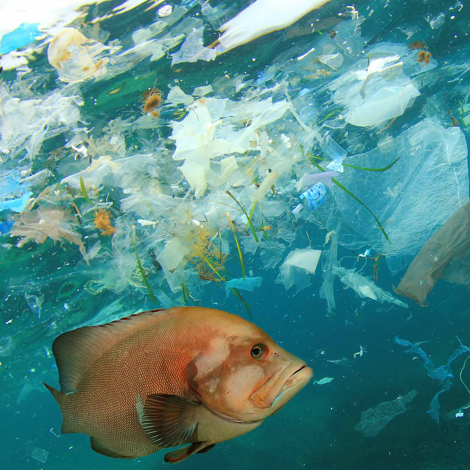 Image of fish swimming amongst litter